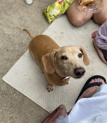 Lost Male Dog last seen 177th and Hwy 412, Sand Springs, OK 74063