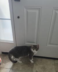 Reunited Male Cat last seen River mist, Ottawa, ON K2C 3H2