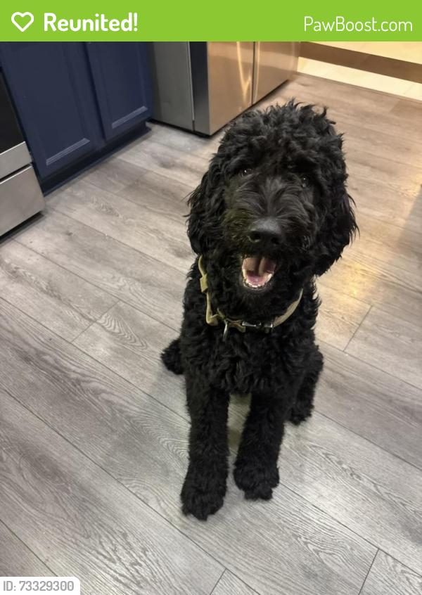 Reunited Male Dog last seen Katella and Beach, Stanton, CA 90680