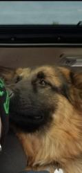 Lost Female Dog last seen 33rd & 29th, Vancouver, WA 98663