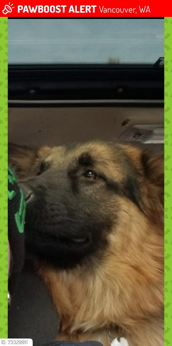 Lost Female Dog last seen 33rd & 29th, Vancouver, WA 98663