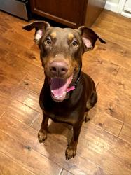 Reunited Male Dog last seen Geneses Ave and Sauk Ave, San Diego, CA 92117