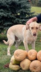Reunited Male Dog last seen 4th St, NW near Beaumont between Covell and Valley., Grand Rapids, MI 49504