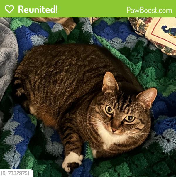 Reunited Female Cat last seen Near NE Beech St, Portland, OR 97212, USA, Portland, OR 97212