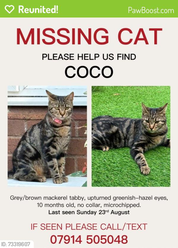 Reunited Female Cat last seen Waverton road, Greater London, England 