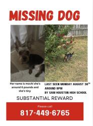Lost Female Dog last seen Near castle rd arlington tx 76914, Arlington, TX 76014