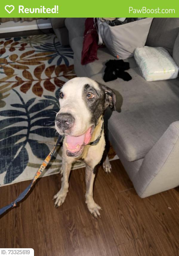 Reunited Male Dog last seen Shaver st Crenshaw, Pasadena, TX 77504