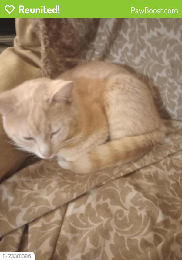 Reunited Male Cat last seen Toepfer and Groesbeck, Warren, MI 48089