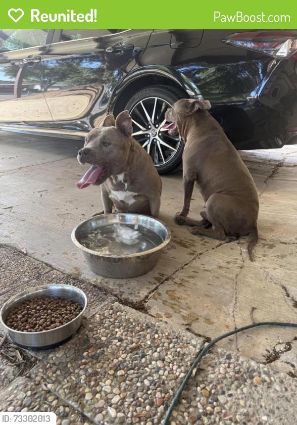 Reunited Male Dog last seen Montgomery Dr, San Antonio, TX 78239