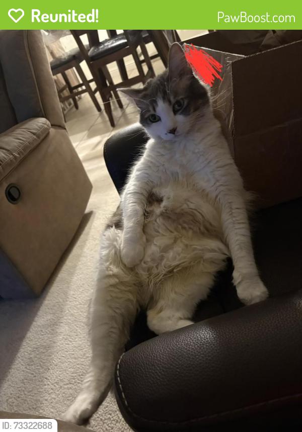 Reunited Male Cat last seen College, Bradley, Rotary Centennial Park, Stephen pl, Santa Maria, CA 93455