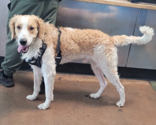 Shelter Stray Male Dog last seen , 14409 Vanowen St, Van Nuys, CA 91405, USA