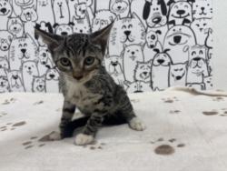 Shelter Stray Male Cat last seen , 957 N Gaffey St, San Pedro, CA 90731, USA