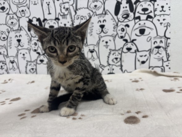 Shelter Stray Male Cat last seen , 957 N Gaffey St, San Pedro, CA 90731, USA