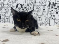 Shelter Stray Male Cat last seen , 957 N Gaffey St, San Pedro, CA 90731, USA