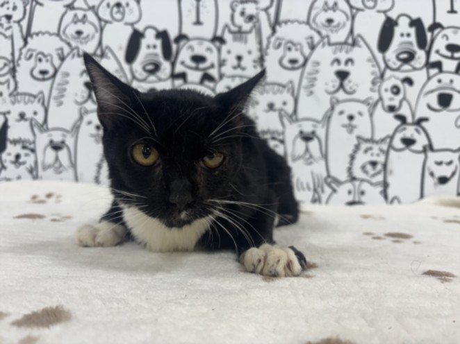 Shelter Stray Male Cat last seen , 957 N Gaffey St, San Pedro, CA 90731, USA
