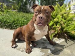 Shelter Stray Female Dog last seen , 957 N Gaffey St, San Pedro, CA 90731, USA