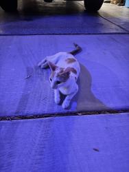 Found/Stray Female Cat last seen Tioga pass ave, Enterprise, NV 89139