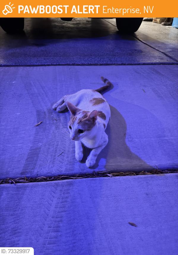 Found/Stray Female Cat last seen Tioga pass ave, Enterprise, NV 89139