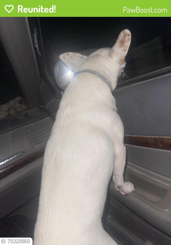 Reunited Male Dog last seen Wilson pasture rd, Brazos County, TX 77808