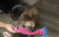 Reunited Female Dog last seen Northridge Rd, San Francisco, CA 94124, USA, San Francisco, CA 94124