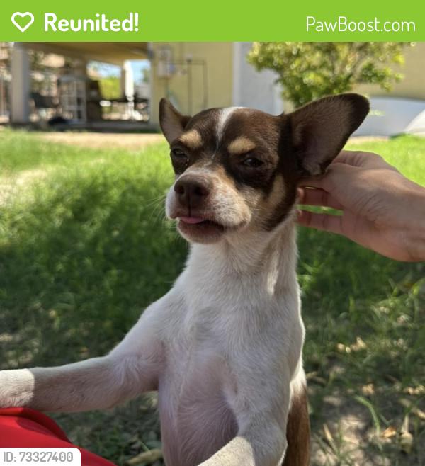 Reunited Male Dog last seen 59th Ave and Glendale, Glendale, AZ 85301