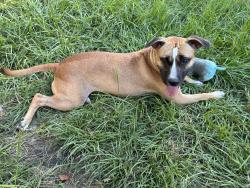 Reunited Female Dog last seen Near Cherie Crest Ct, Houston, TX 77088, USA, Houston, TX 77088