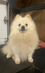 Found/Stray Male Dog last seen Rogge Rd., Salinas, CA 93906
