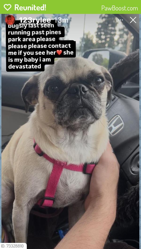 Reunited Female Dog last seen Pines Park, Dana Point, CA 92624