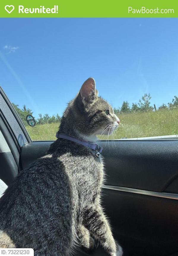 Reunited Female Cat last seen Bradford West Gwillimbury, Bradford West Gwillimbury, ON L3Z 0C1
