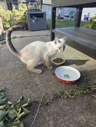 Reunited Male Cat last seen Center Street and 68th Ave NE, Calgary, AB T2K 0M7