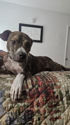 Found/Stray Male Dog last seen Jasper Ave, Jacksonville, FL 32211