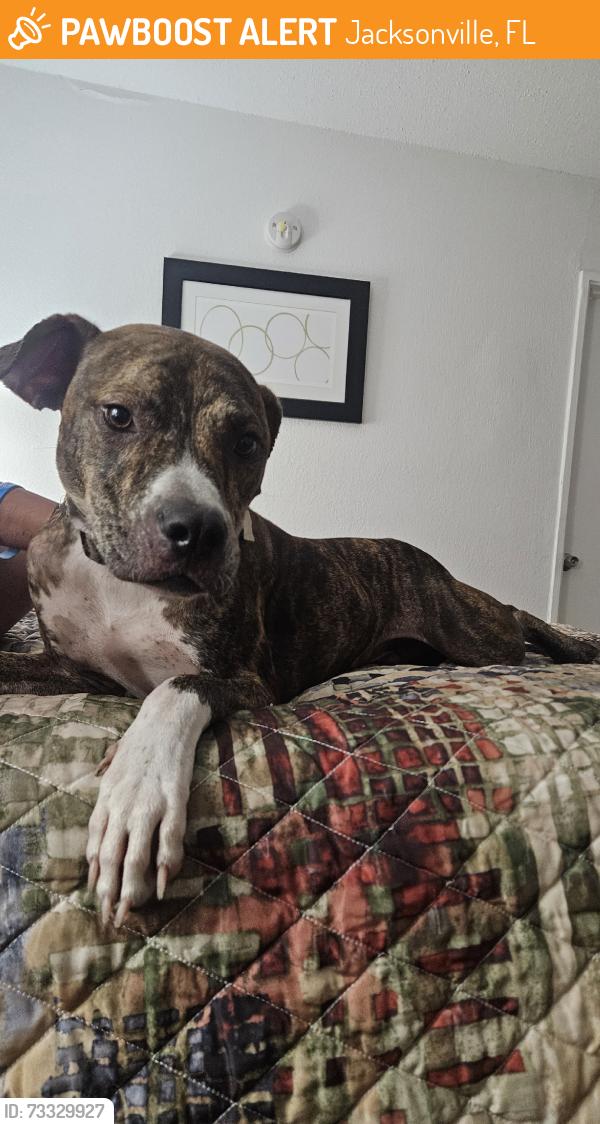 Found/Stray Male Dog last seen Jasper Ave, Jacksonville, FL 32211
