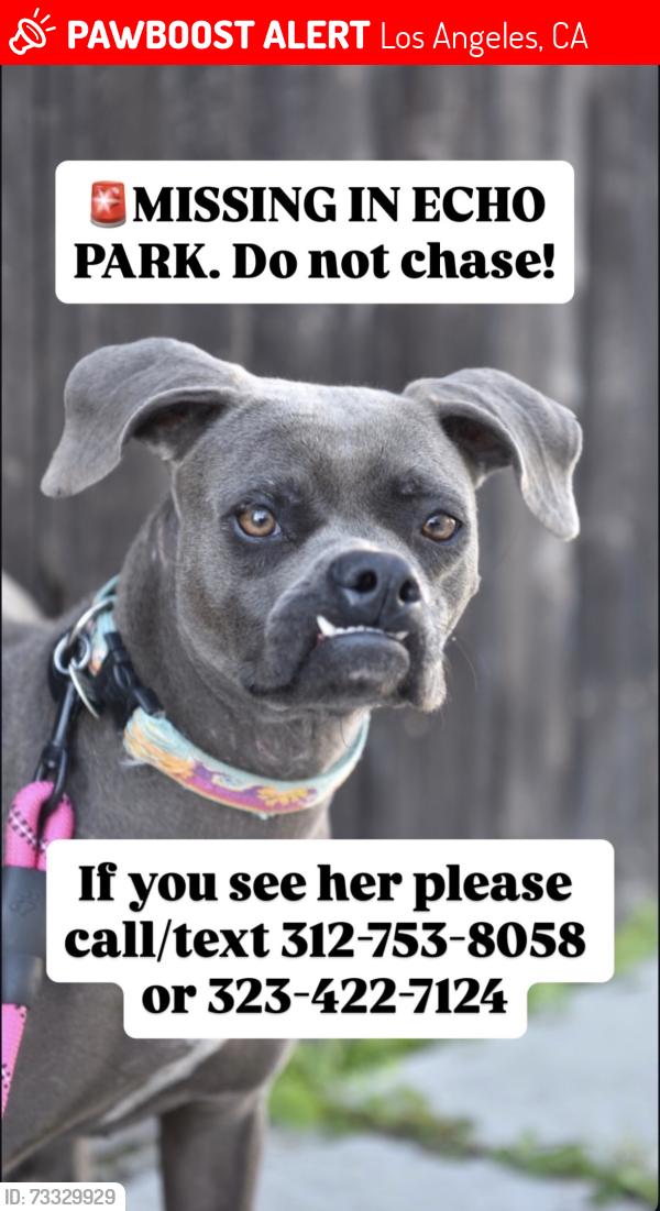 Lost Female Dog last seen Mohawk and allessandro, Los Angeles, CA 90026