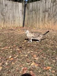 Reunited Male Cat last seen Brightwood farms, keeneland dr, Whitsett, NC 27377