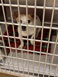 Shelter Stray Male Dog last seen Stonegap and Clark Rd, Duncanville, TX, 1150 E Pleasant Run Rd, Cedar Hill, TX 75104, USA