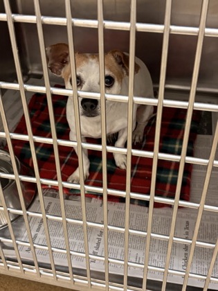 Shelter Stray Male Dog last seen Stonegap and Clark Rd, Duncanville, TX, 1150 E Pleasant Run Rd, Cedar Hill, TX 75104, USA