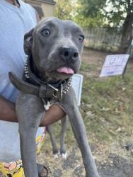 Shelter Stray Female Dog last seen Tulsa Ave, Caddo Parish, LA, 1500 Monty St, Shreveport, LA 71107, USA