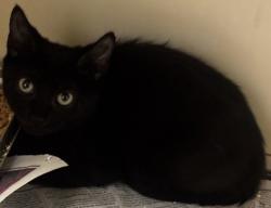 Shelter Stray Male Cat last seen N Park Dr, 30084, GA, 3280 Chamblee Dunwoody Rd, Chamblee, GA 30341, USA