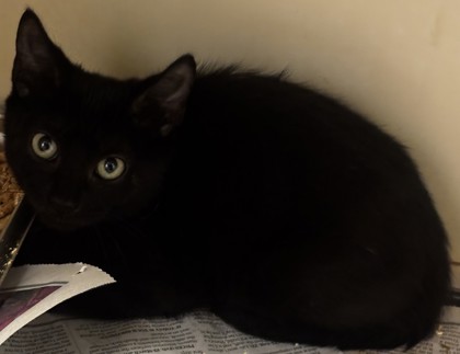 Shelter Stray Male Cat last seen N Park Dr, 30084, GA, 3280 Chamblee Dunwoody Rd, Chamblee, GA 30341, USA