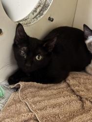 Shelter Stray Male Cat last seen N Park Dr, 30084, GA, 3280 Chamblee Dunwoody Rd, Chamblee, GA 30341, USA