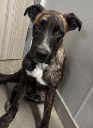 Shelter Stray Male Dog last seen CROSSCREEK DR, San Antonio, TX, 4804 Fredericksburg Rd, San Antonio, TX 78229, USA