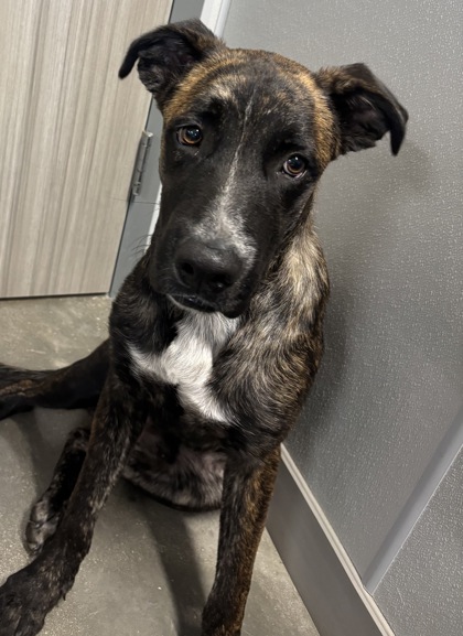 Shelter Stray Male Dog last seen CROSSCREEK DR, San Antonio, TX, 4804 Fredericksburg Rd, San Antonio, TX 78229, USA