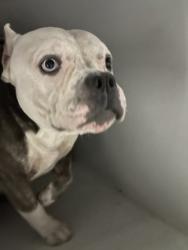 Shelter Stray Male Dog last seen Near Martin Luther King Jr Dr Nw, Atlanta, GA, 1251 Fulton Industrial Blvd NW, Atlanta, GA 30336, USA
