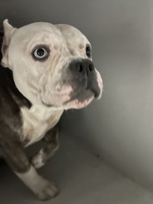 Shelter Stray Male Dog last seen Near Martin Luther King Jr Dr Nw, Atlanta, GA, 1251 Fulton Industrial Blvd NW, Atlanta, GA 30336, USA