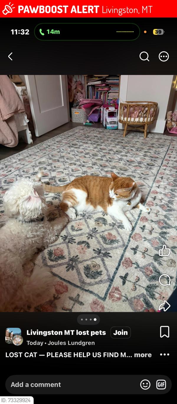 Lost Female Cat last seen W summit st Livingston Mt, Livingston, MT 59047