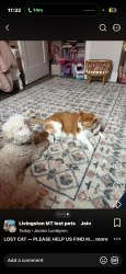 Lost Female Cat last seen W summit st Livingston Mt, Livingston, MT 59047
