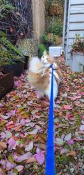 Reunited Male Cat last seen Wild cherry, koornang road, Ormond, VIC 3204