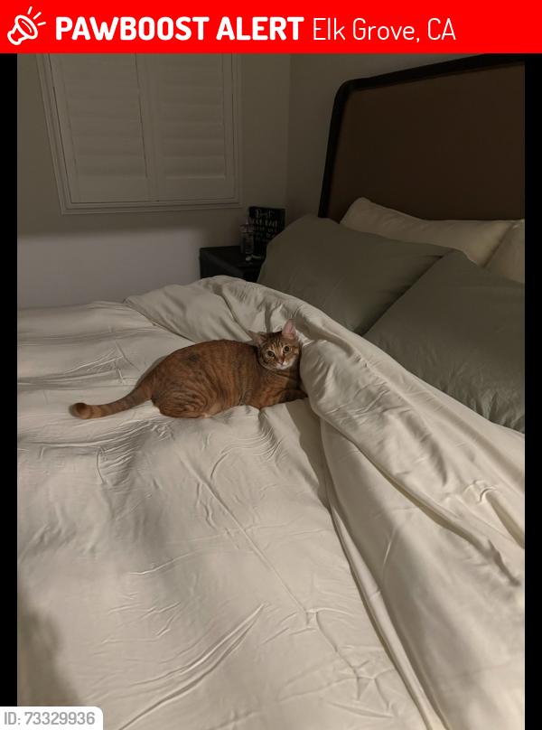 Lost Female Cat last seen Near Zane Way, Elk Grove, CA 95757