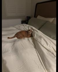 Lost Female Cat last seen Near Zane Way, Elk Grove, CA 95757
