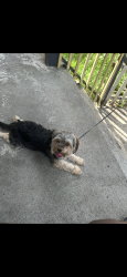 Reunited Male Dog last seen Lilac St/ Bassett Street, New Haven, CT 06511
